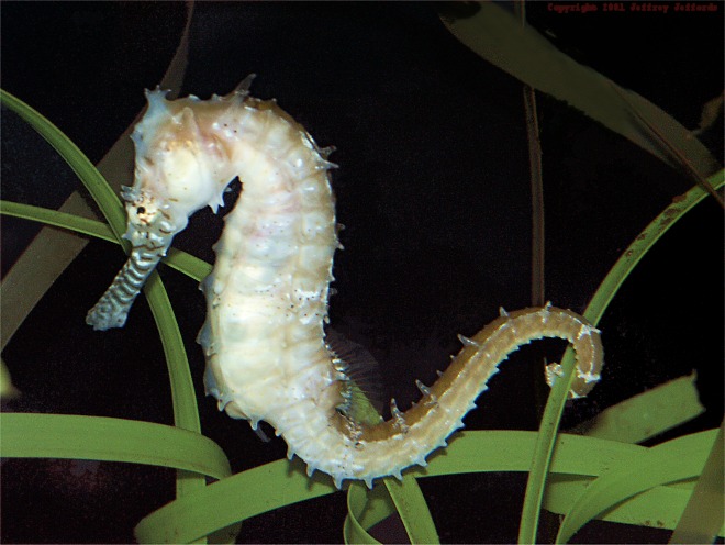 seahorse_1[1].jpg