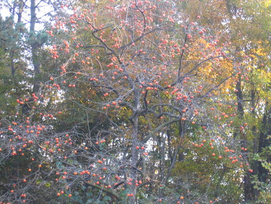 ������ 1.jpg