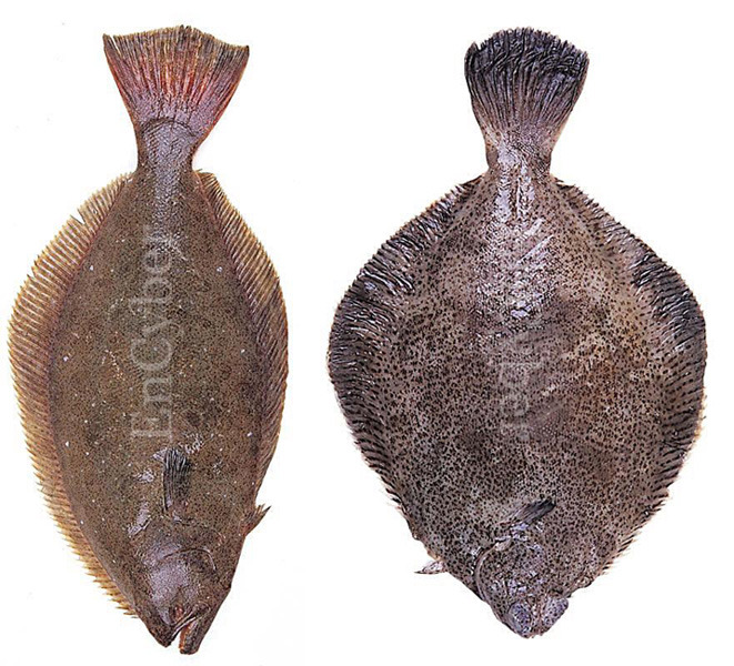 ����ٸ� 2.jpg