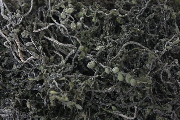 ����, ���ڹ�.jpg