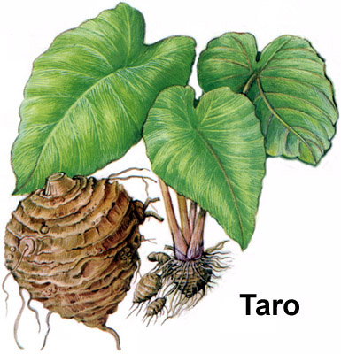 �븸�� ��� ,Ÿ��,(taro).jpg