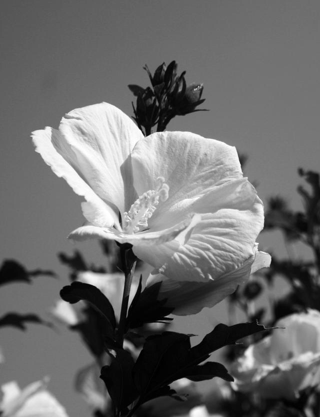 �ӻ���� �Ͼ� ����ȭ.jpg