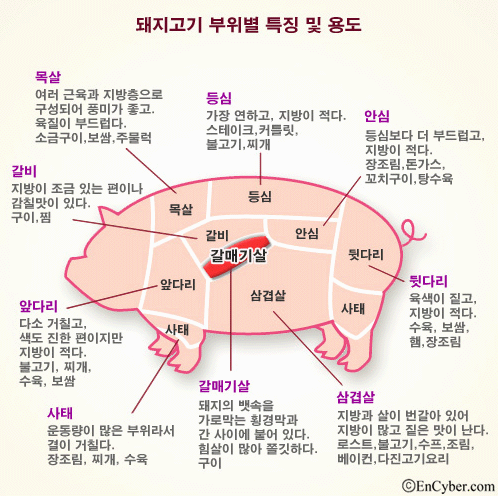 �������� ������  Ư¡ �� �뵵.png