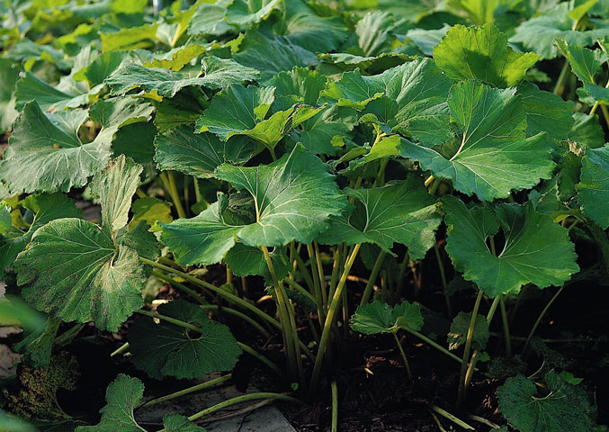 ��������  228.jpg