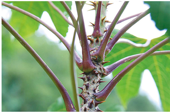 ������ 1.jpg