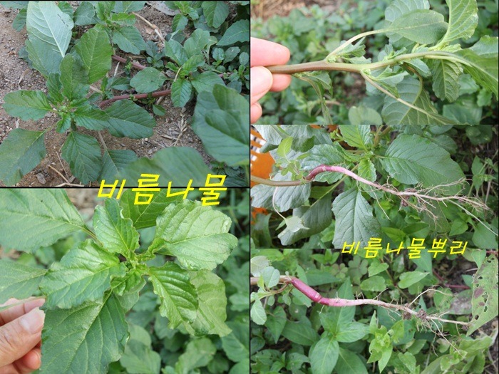 �񸧳��� 2 [1619].jpg