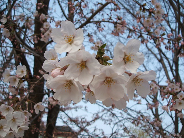 DSCF0531.JPG