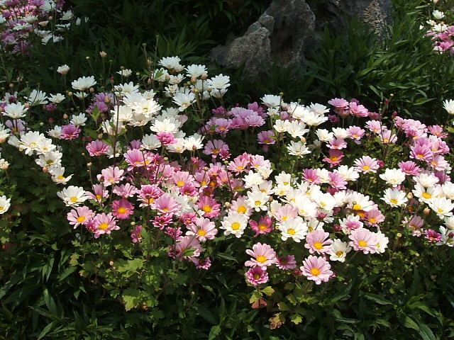DSCF0595.JPG