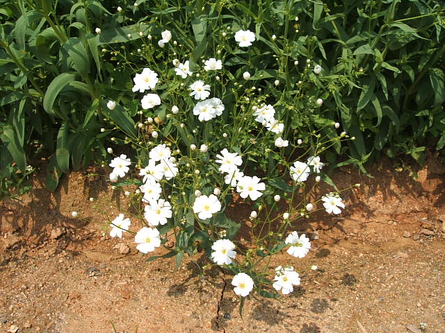 DSCF0601.JPG