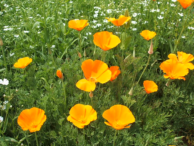 DSCF0602.JPG