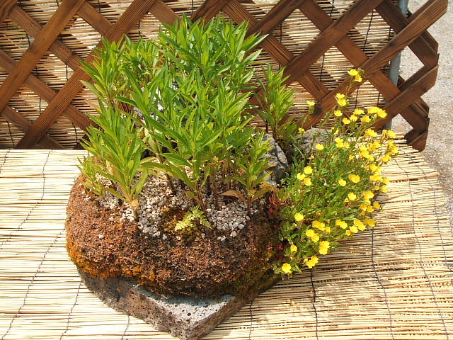 DSCF0600.JPG