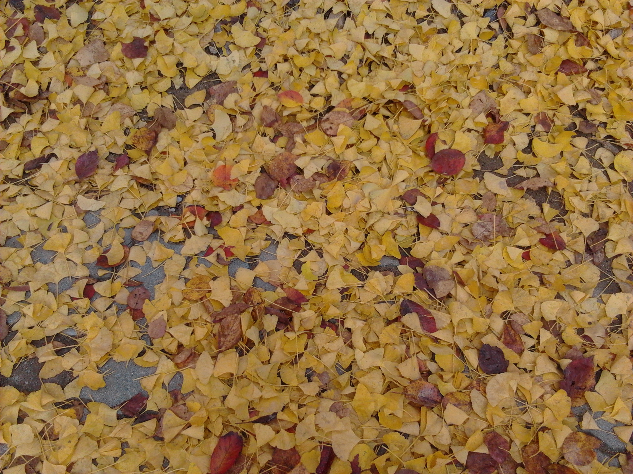 2012-10-28 15.42.56.jpg