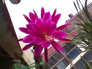 ����080621_7.jpg