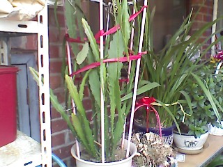 ����080620_6.jpg