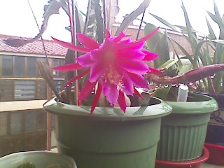 ����080618_4.jpg
