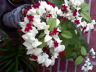 ����080616_4.jpg