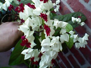 ����080616_7.jpg