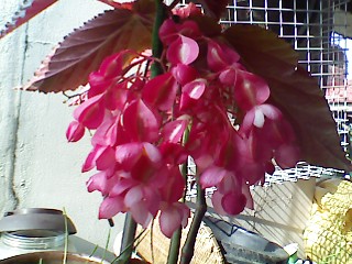 ����080615_6.jpg