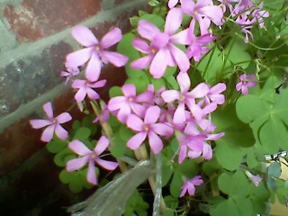 ����080615_3.jpg