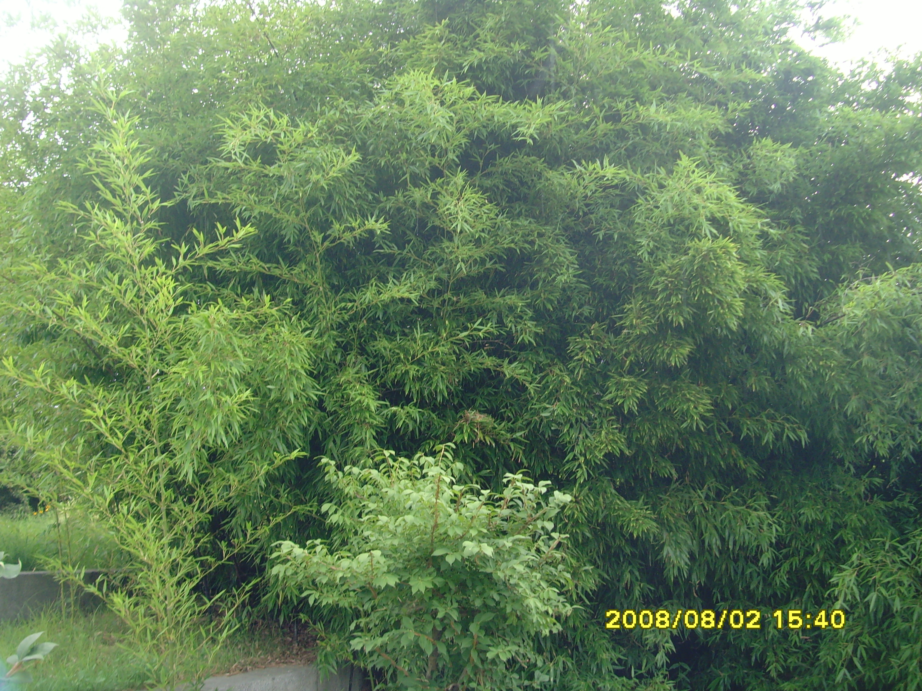 006.JPG