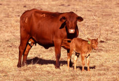 240px-Cow_with_calf.jpg