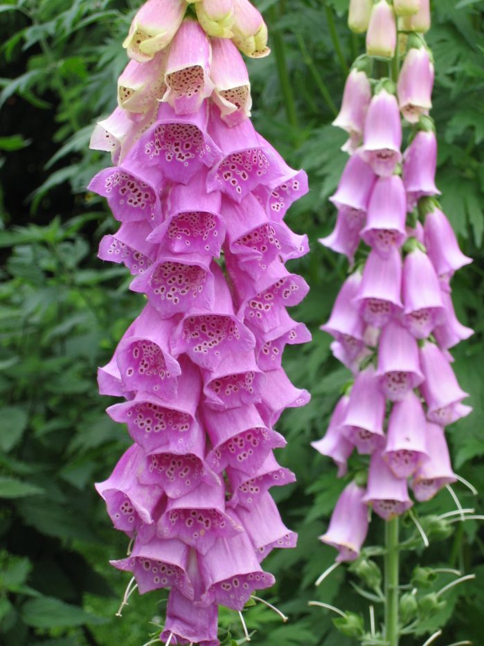 Digitalis_Purpurea.jpg