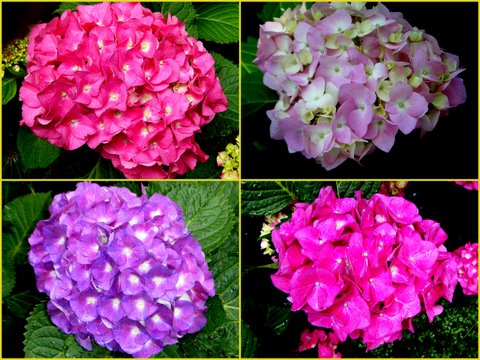 Hydrangea,1.jpg