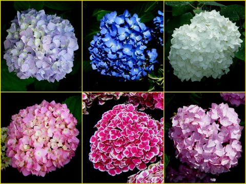 Hydrangea,.jpg