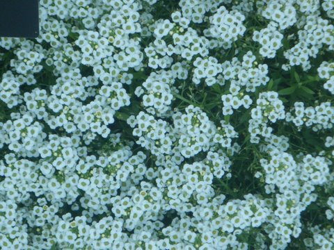 Dsweet Alyssum2JPG.jpg