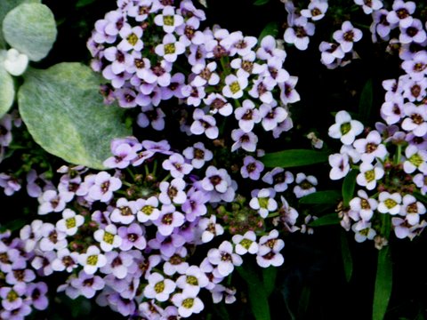 sweet Alyssum.jpg