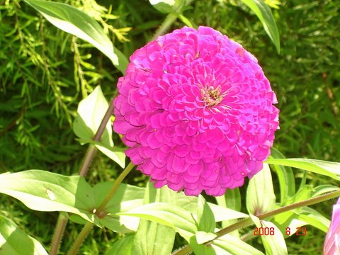 Common Zinnia].jpg