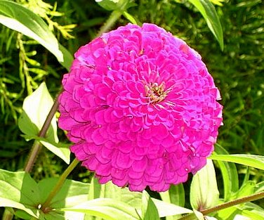 Common Zinnia].jpg