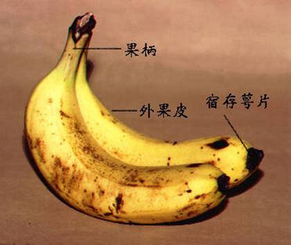 bananaripened1.jpg