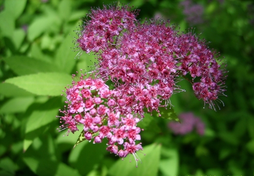 Ϻ ˳( ˳)5.31-crop.jpg