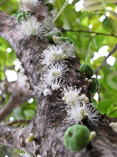 Jabuticaba Flowers and Fruit.jpg