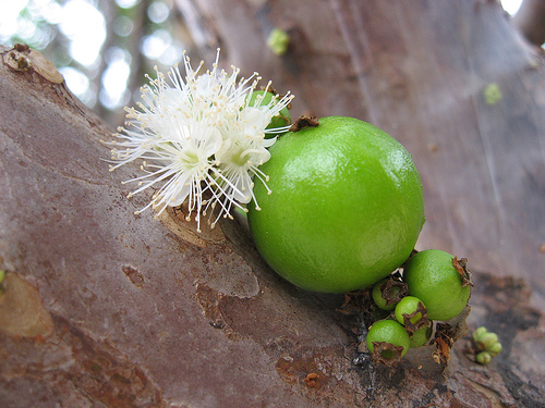 jabuticaba.jpg