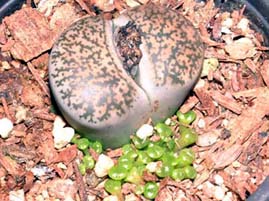 Lithops_109.jpg