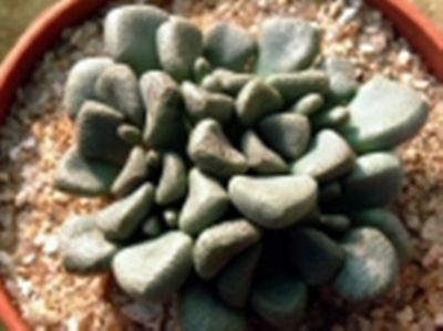 Aloinopsis_rosulata.jpg