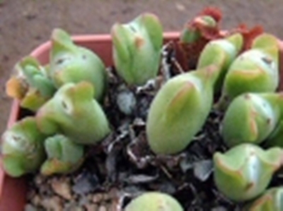 Conophytum_frutescens_0.jpg