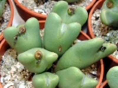 Conophytum_frutescens_001.jpg