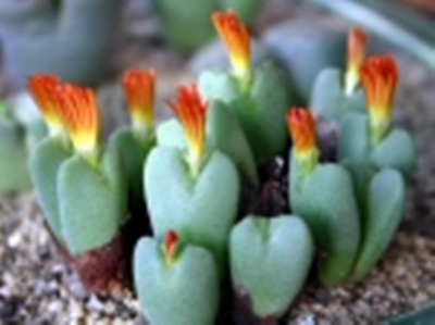 Conophytum_frutescens_003.jpg