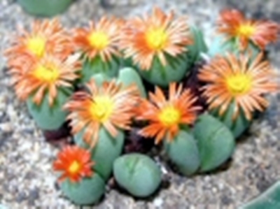 Conophytum_frutescens_004.jpg