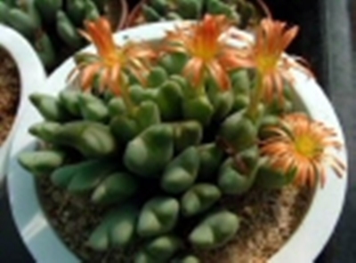 Conophytum_frutescens_007.jpg