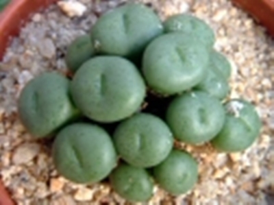 Conophytum_minutum.jpg