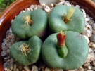 Conophytum_minutum_01.jpg