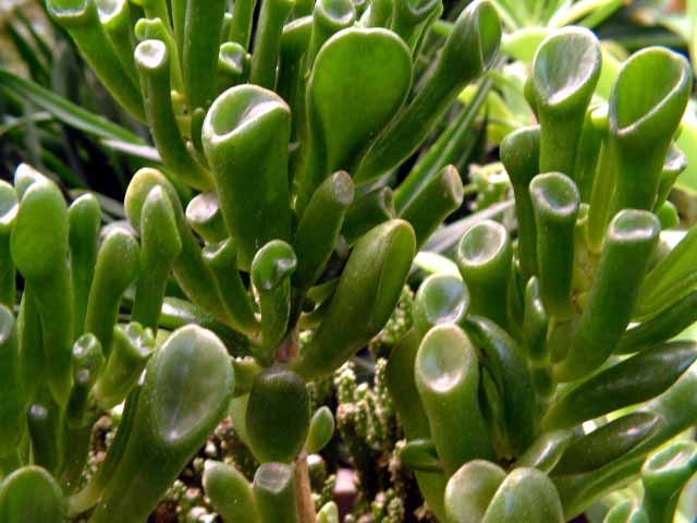 Crassula_ũ󽶶.jpg