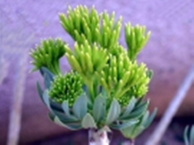 Senecio kienia.jpg