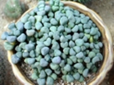 Aloinopsis_schooneesii.jpg