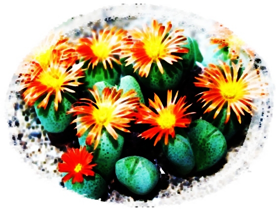 Conophytum_frutescens_f.jpg