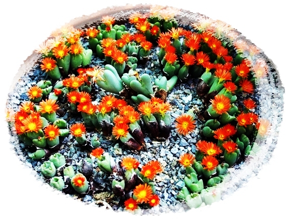Conophytum_frutescens23.jpg